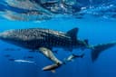 Whale sharks